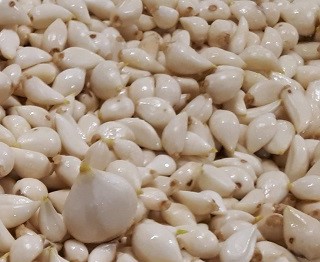 Ail du Québec - pelé - Le Petit Mas Ail certifié biologique du Québec (Canada). Le Petit Mas, producteur d'ail du Québec,  produit de l'ail en Estrie (Québec) certifié biologique depuis 1989.