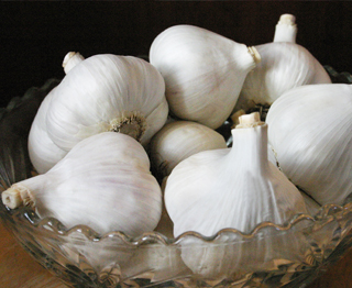 Ail du Québec biologique variété music groupe porcelaine - Le Petit Mas Ail certifié biologique du Québec (Canada). Le Petit Mas, producteur d'ail du Québec,  produit de l'ail en Estrie (Québec) certifié biologique depuis 1989.