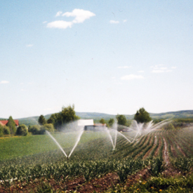 Fertilisation et irrigation | Guide de culture pour l'ail du Québec biologique | Variété Music | Le Petit Mas Comment cultiver l'ail du Québec | Guide de culture d'ail biologique | Étapes culture d'ail biologique | L'ail du Québec dans son jardin |  Récolter l'ail biologique