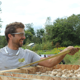Récolte | Guide de culture pour l'ail du Québec biologique | Variété Music | Le Petit Mas Comment cultiver l'ail du Québec | Guide de culture d'ail biologique | Étapes culture d'ail biologique | L'ail du Québec dans son jardin |  Récolter l'ail biologique