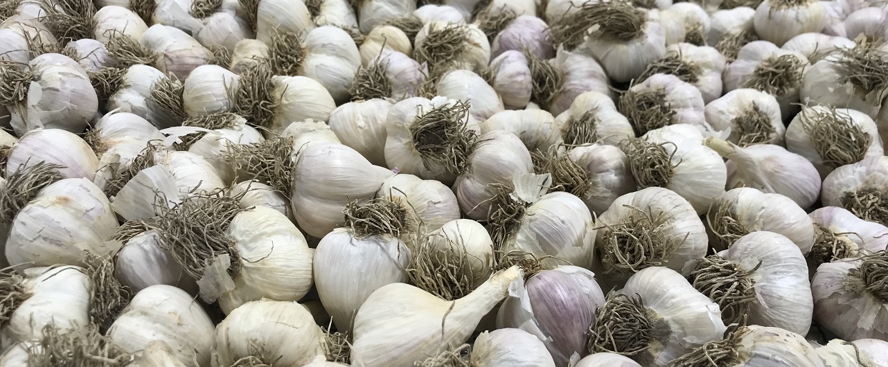 Bulbes d'ail du Québec biologique - Le Petit Mas producteurs d'ail biologique