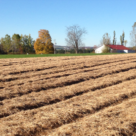 Sol | Guide de culture pour l'ail du Québec biologique | Variété Music | Le Petit Mas Comment cultiver l'ail du Québec | Guide de culture d'ail biologique | Étapes culture d'ail biologique | L'ail du Québec dans son jardin |  Récolter l'ail biologique