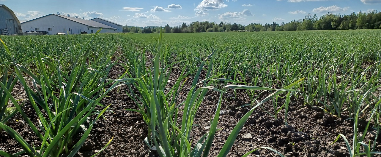 Le Petit Mas producteurs d'ail biologique du Québec, fleurs d'ail et ail noir
