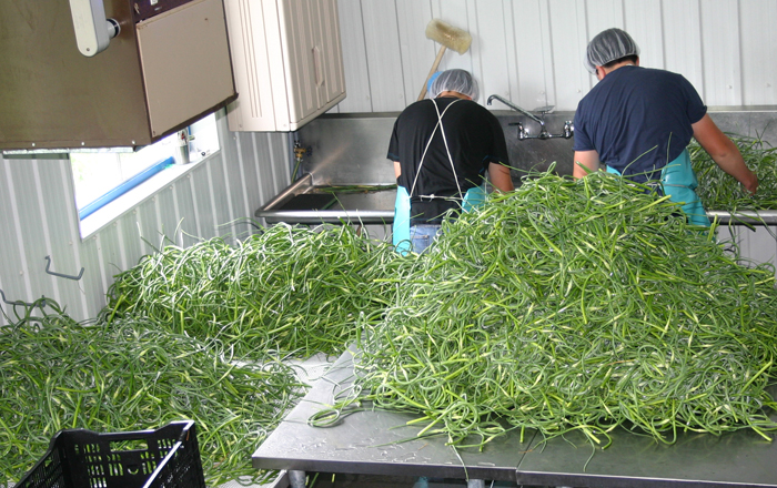 Transformation des fleurs d'ail du Québec après la récolte sur nos terres certifiés biologiques 