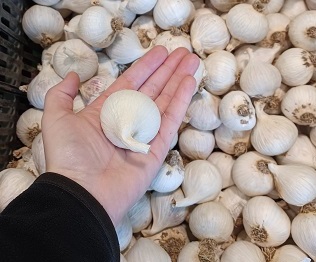 Ail du Québec vatiété Solo Music Biologique